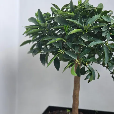 Emmas Place- Modern Por Miqesor Ne Qender Te Elbasanit Apartmán