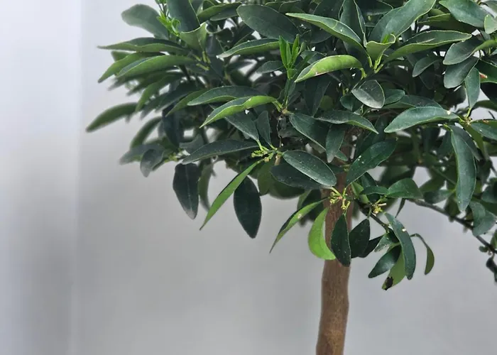 Emmas Place- Modern Por Miqesor Ne Qender Te Elbasanit 公寓